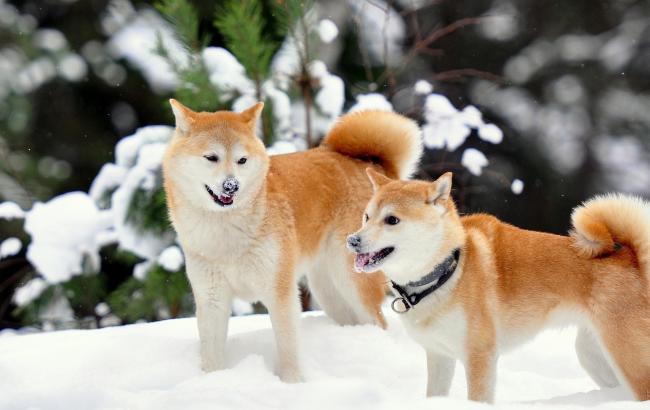 Погода на сегодня: в Украине без осадков, температура до -15