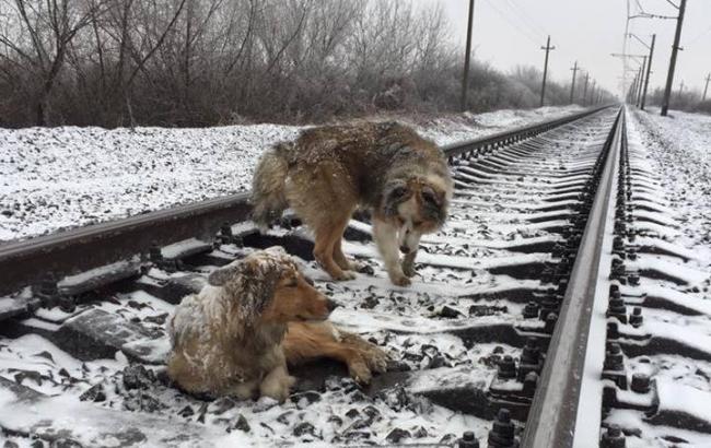 На Закарпатье пес два дня охранял раненую на колеях подругу
