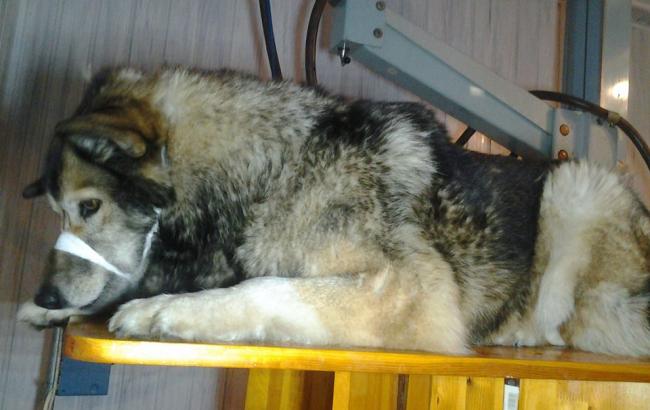 В Киеве нашли владельцев раненой собаки, которая сама "обратилась" в больницу