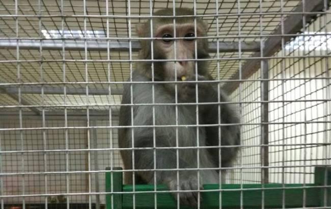 В Черкассах борются с организаторами выставки диких животных за жестокое обращение