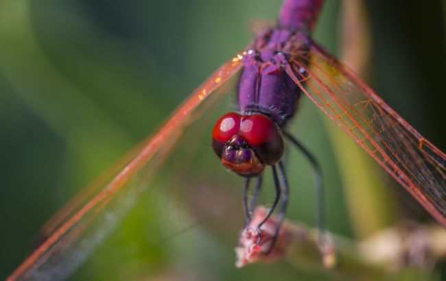Під тиском війни і впливом людини: як змінюється світ комах в Україні