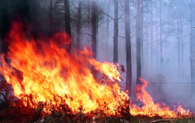 В Україні ліквідували понад 70 лісових пожеж за тиждень