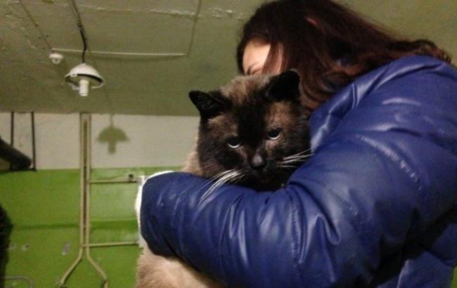 В Киеве ищут семьи для котиков, которые остались одни после смерти хозяйки приюта