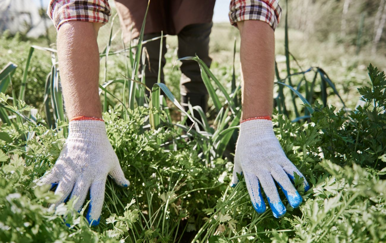 Бур’яни на городі зникають без хімії: спосіб з картоном, який реально працює