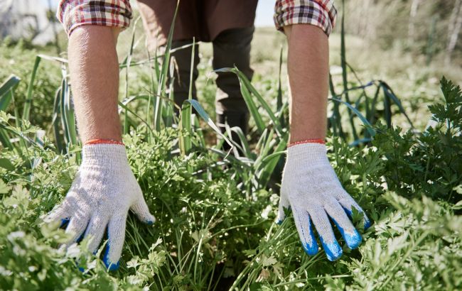 Бур&rsquo;яни на городі зникають без хімії: спосіб з картоном, який реально працює