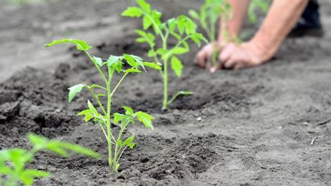 Когда высаживать помидоры в мае: лучшие даты по Лунному календарю