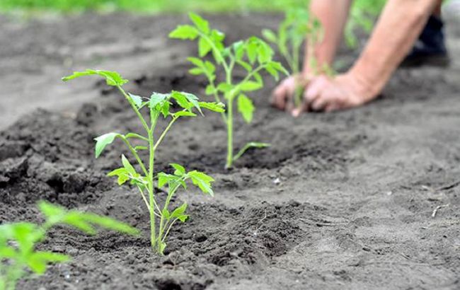 Когда высаживать помидоры в мае: лучшие даты по Лунному календарю