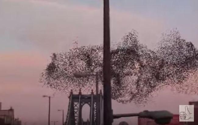 В стае птиц над Нью-Йорком увидели изображение Путина