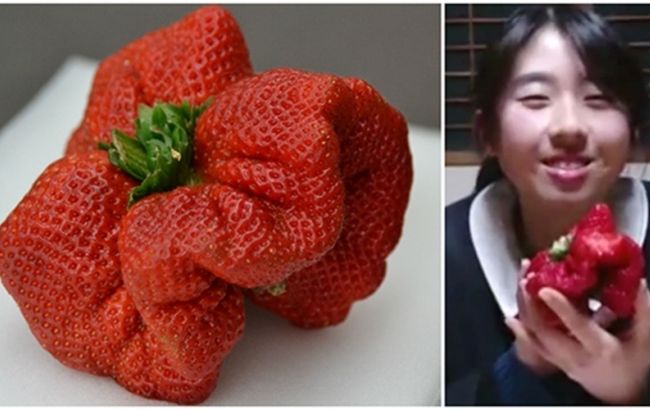 Японский фермер вырастил самую тяжелую в мире ягоду земляники
