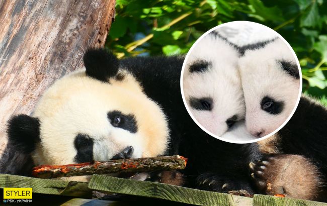 Крихітки панди-близнюки зустрілися після розлуки і стали зірками мережі: наймиліше відео