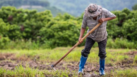 В Германии произошла вспышка COVID-19 на ферме, среди заболевших украинцы