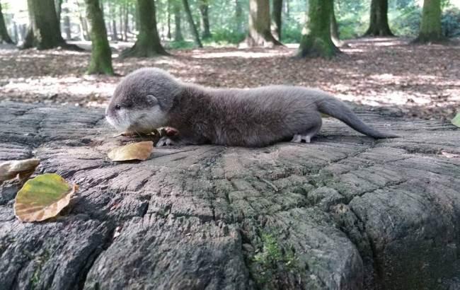Появилось забавное видео первого купания выдренка