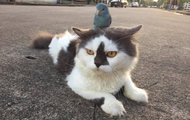 Маленькая, но очень гордая птичка "оседлала" кота