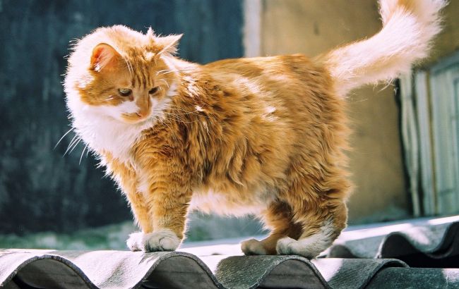 Погода на завтра: в Украине без осадков, температура до +31