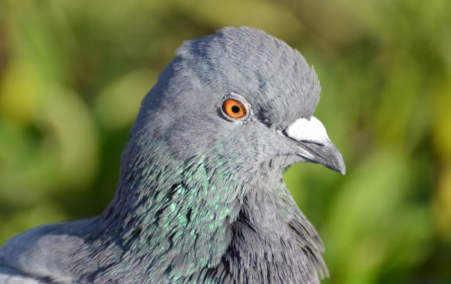 К окну прилетел голубь: что значит и к чему готовиться