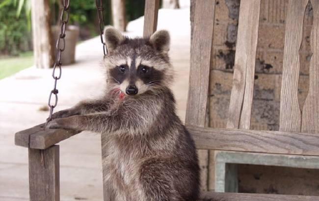 Тихий час енотов из Киевского зоопарка показали в сети