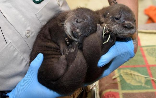 В сети появилось забавное фото двух новорожденных детенышей выдры