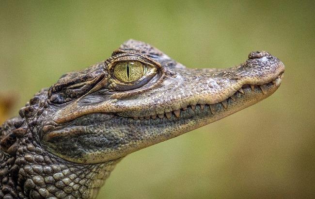 В эволюции динозавров обнаружили неожиданное недостающее звено