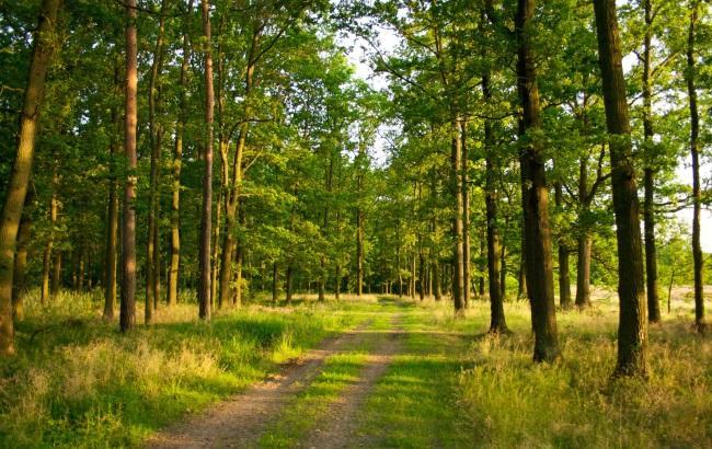 В Украине в 2016 году было восстановлено 63,2 тыс. гектаров леса