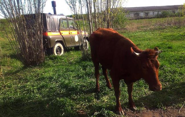 На Миколаївщині рятувальники і місцеві жителі вызволяли корову з колодязя