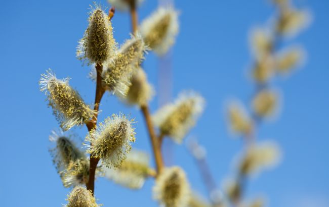 Вербное воскресенье 2025: что категорически нельзя делать и важные приметы