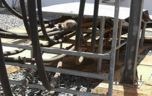 Кенія через мавпу була знеструмлена кілька годин