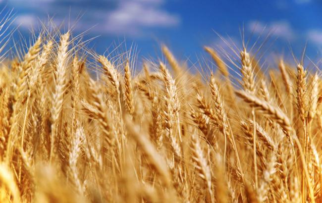 Україна експортувала 3,76 млн т зернових, - МінАП