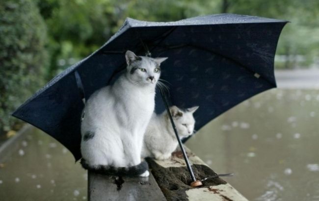 Погода на сегодня: на западе и севере Украины дожди с грозами, температура до +27