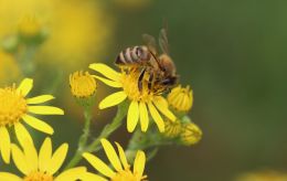 Чому в Україні зникають бджоли і де зимують мухи: інтерв'ю з ентомологом
