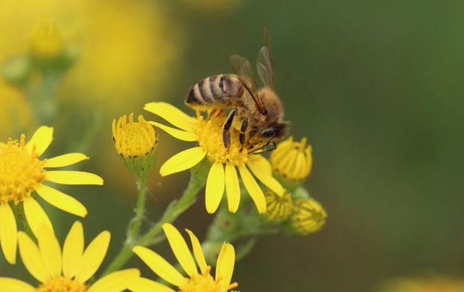 Чому в Україні зникають бджоли і де зимують мухи: інтерв'ю з ентомологом