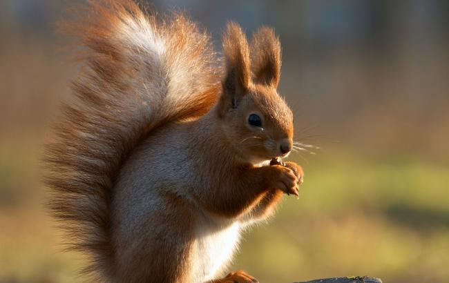 У Києві білка влаштувала собі будиночок прямо біля проїжджої частини