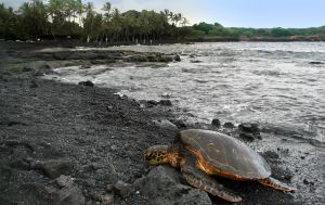 Забудьте про білий пісок: 10 пляжів, де він рожевий, зелений і навіть чорний