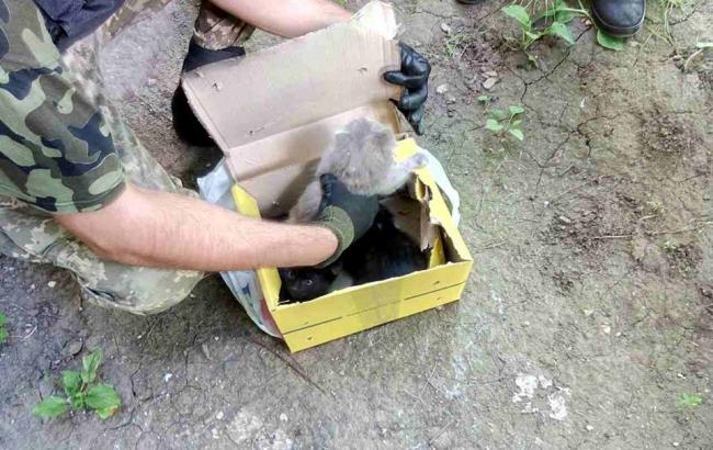 В Харькове в подозрительной коробке вместо бомбы были котята