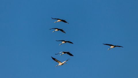 Куда мигрируют птицы: невероятные предположения ученых и помощь аиста