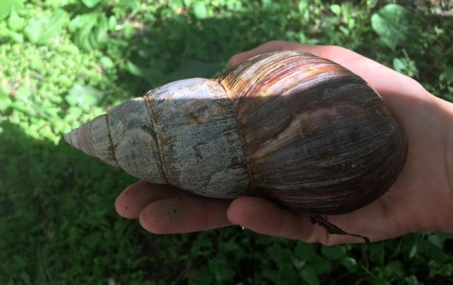 У Києві на Троєщині знайшли гігантського равлика