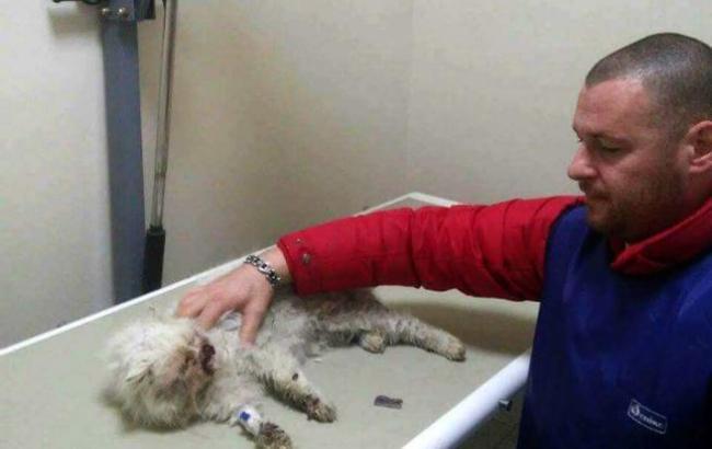 "Борьба продолжается": в Киеве просят о помощи для тяжело травмированного кота (видео)