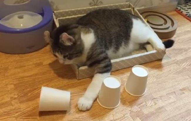 Пользователей сети покорил кот, который разгадывает фокусы
