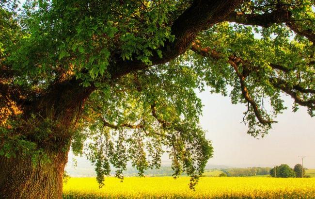 Вчені розповіли, скільки видів дерев росте на Землі