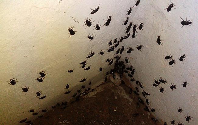 "Ходимо з мухобойками": жуки в Хмельницькій області перетворили життя селян на пекло