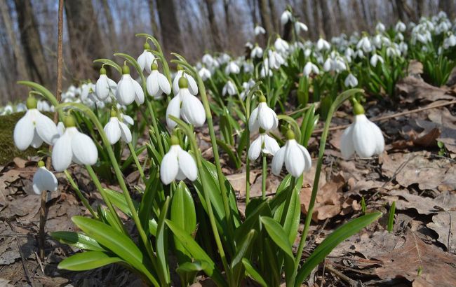 Які квіти з Червоної книги дозволено збирати: відповідь еколога