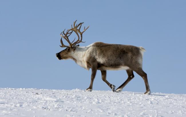 В Якутії мисливець розстріляв 30 оленів