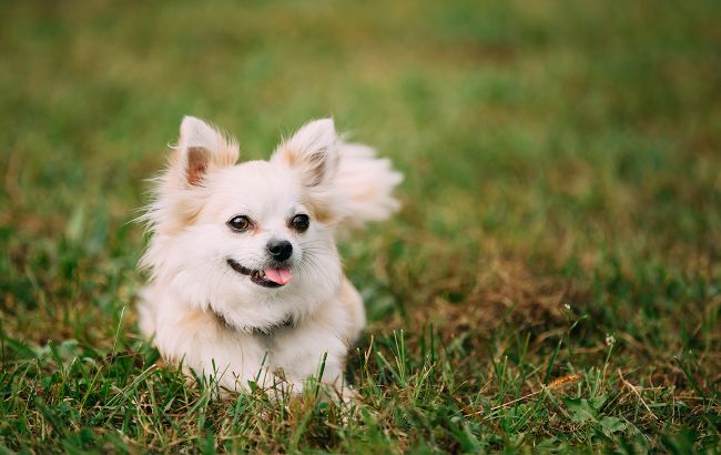 Питание собаки в жару. Влажный корм Optimeal Privilege для собак: обзор состава и отзывы