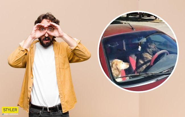 У Запоріжжі помітили парочку собак за кермом "Ланоса": смішне фото