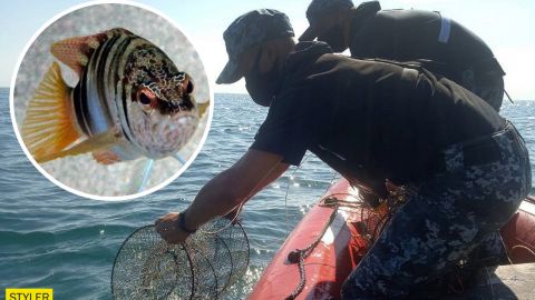 Под Одессой поймали редкую "краснокнижную" рыбу-гермафродита