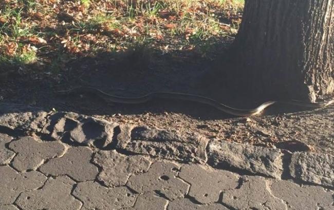 На улицы Ужгорода вылезли огромные змеи