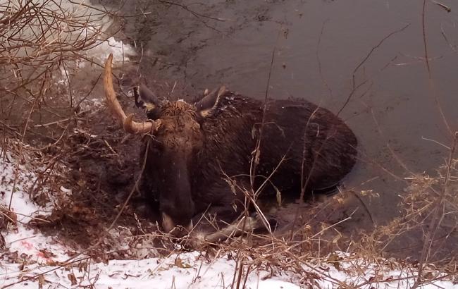 Харьковские спасатели вытащили замерзшего лося из реки