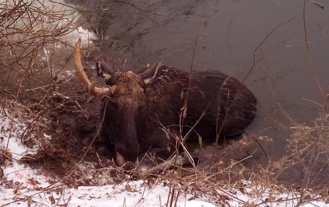 Харківські рятувальники витягли замерзлого лося з річки