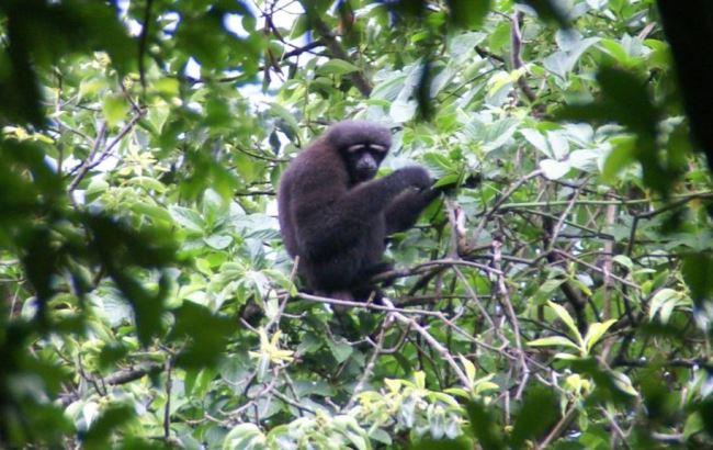 Новый вид обезьян назвали в честь героя "Звездных войн"