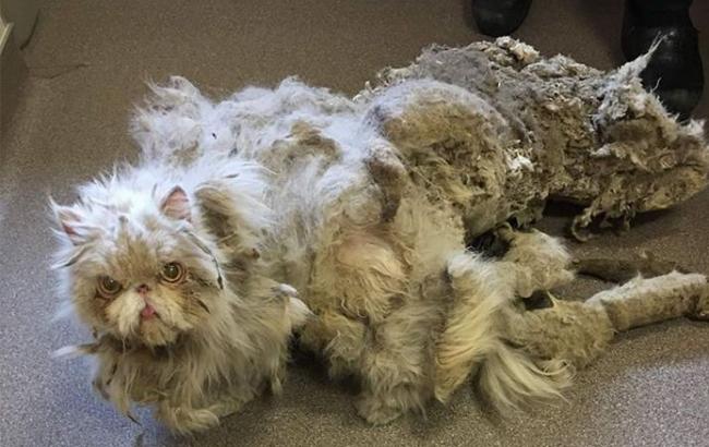 В США спасли кота, который зарос килограммами свалявшейся шерсти
