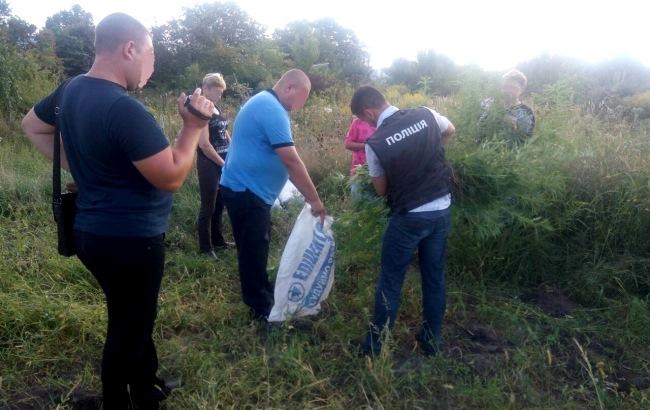 У Київській області прикордонники виявили насадження конопель